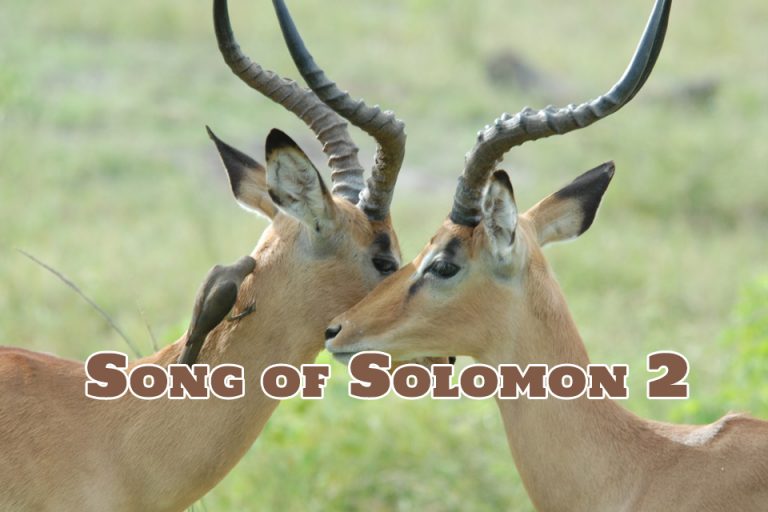 Song of Solomon 2