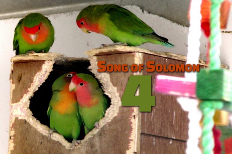 Song of Solomon 4