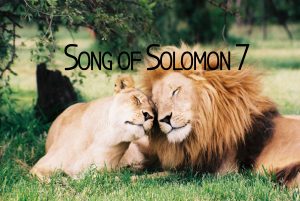 Song of Solomon 7